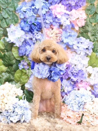 20250601ぷりんちゃん